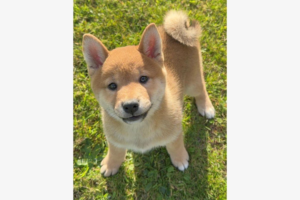 Race shiba inu