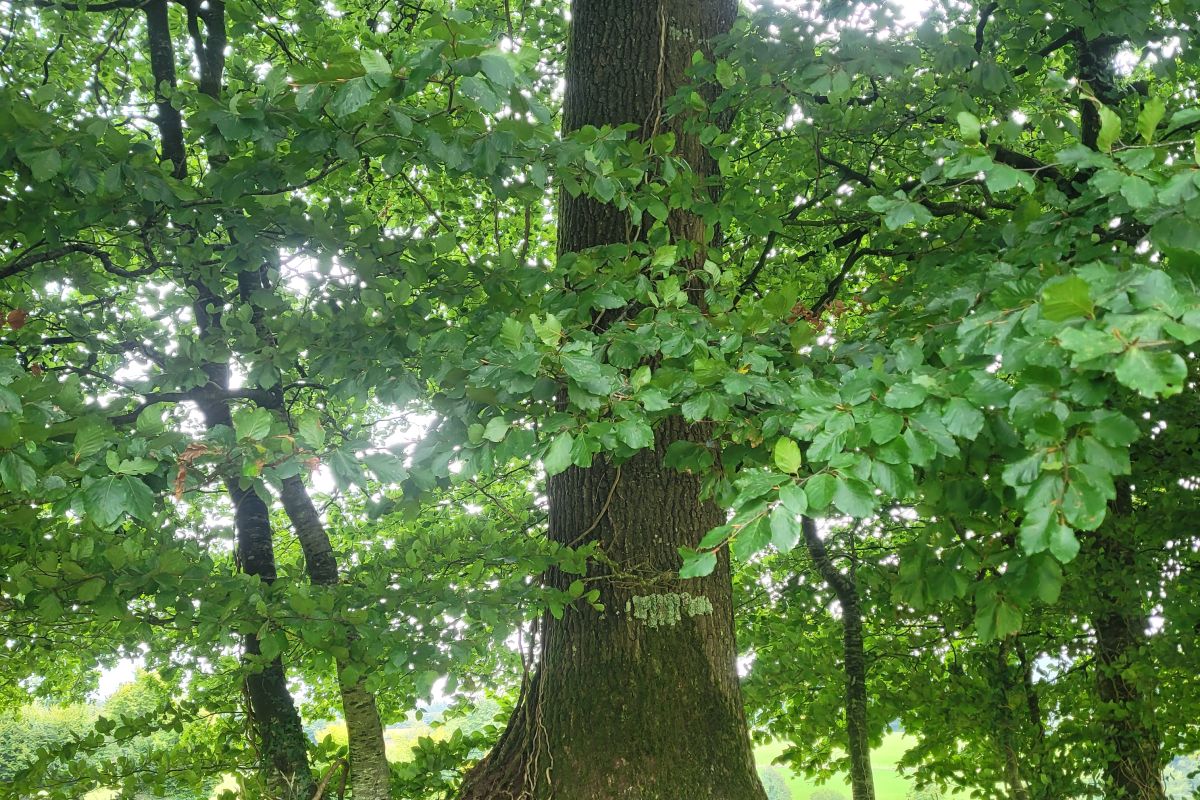 Bois de chauffage