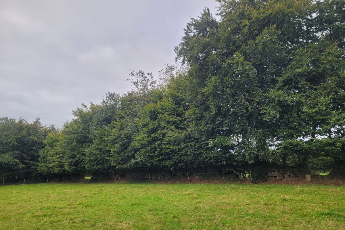 Photo 3 Bois de chauffage