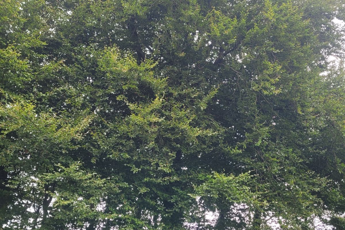 Photo 2 Bois de chauffage