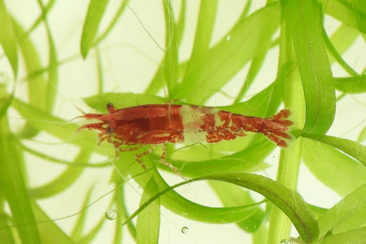 Photo 3 Aquarium -  10 crevettes caridina pour aquarium