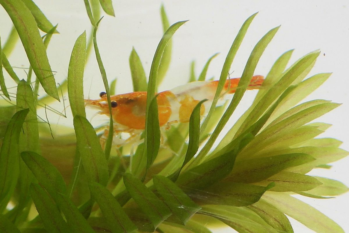 Aquarium -  10 crevettes caridina pour aquarium
