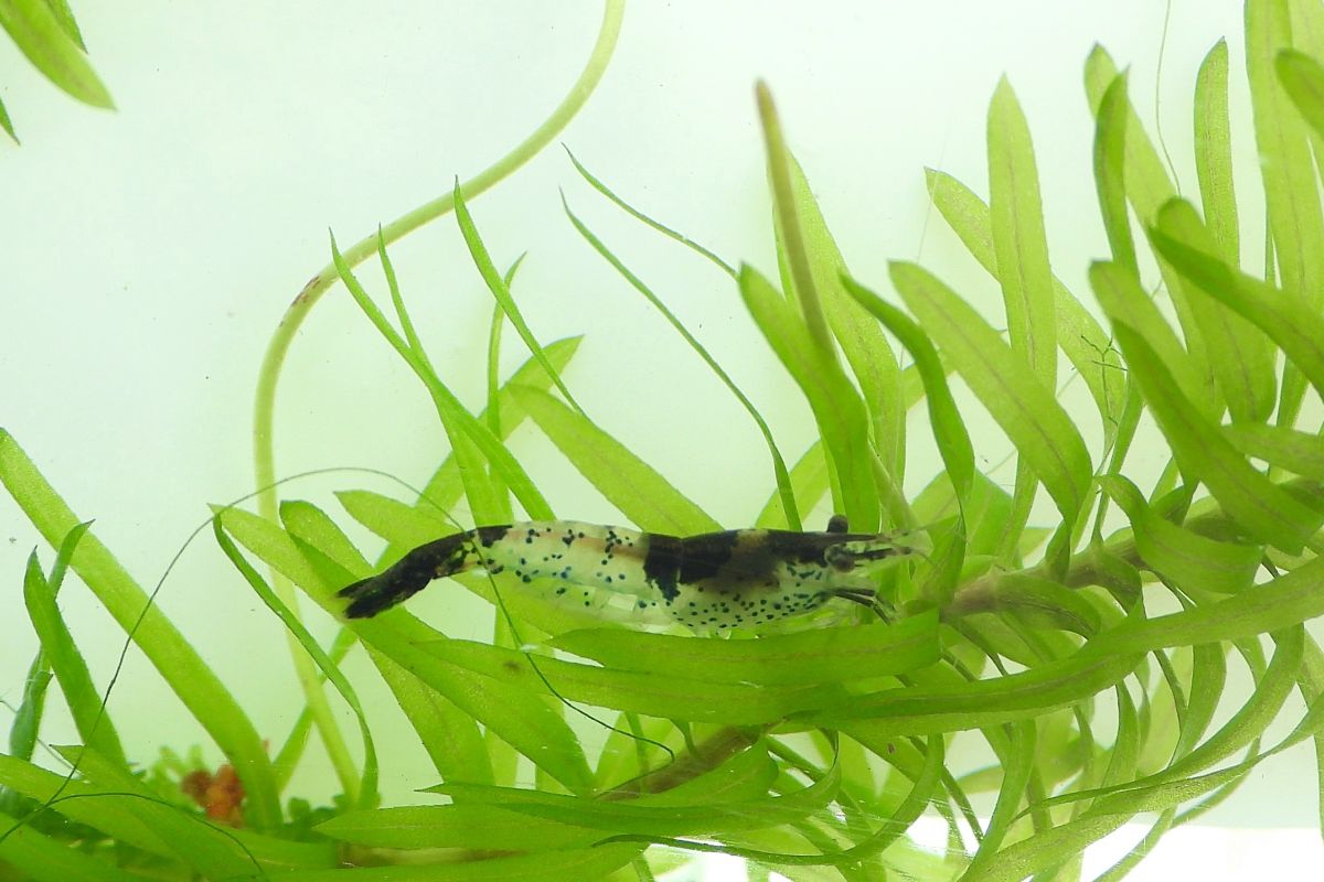Photo 2 Aquarium -  10 crevettes caridina pour aquarium
