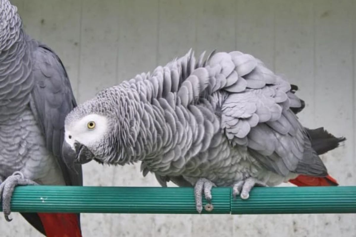 Perroquet gris du Gabon