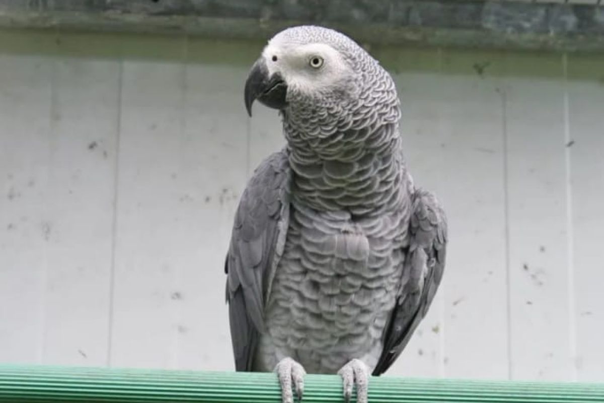 Photo 2 Perroquet gris du Gabon