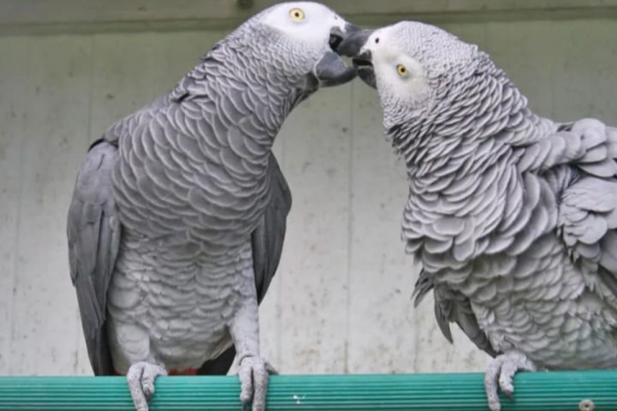Photo 3 Perroquet gris du Gabon