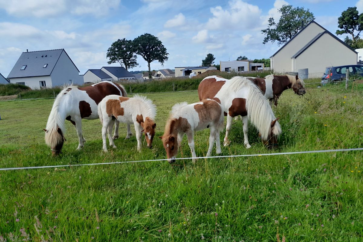 Poneys de l'année