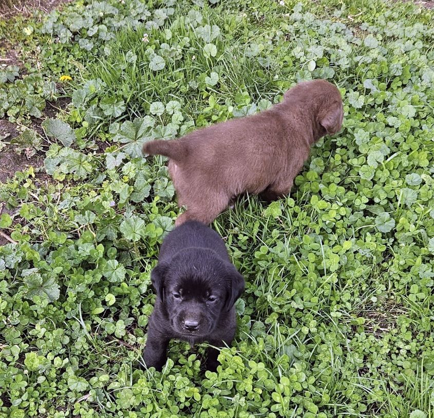 Apparence labrador