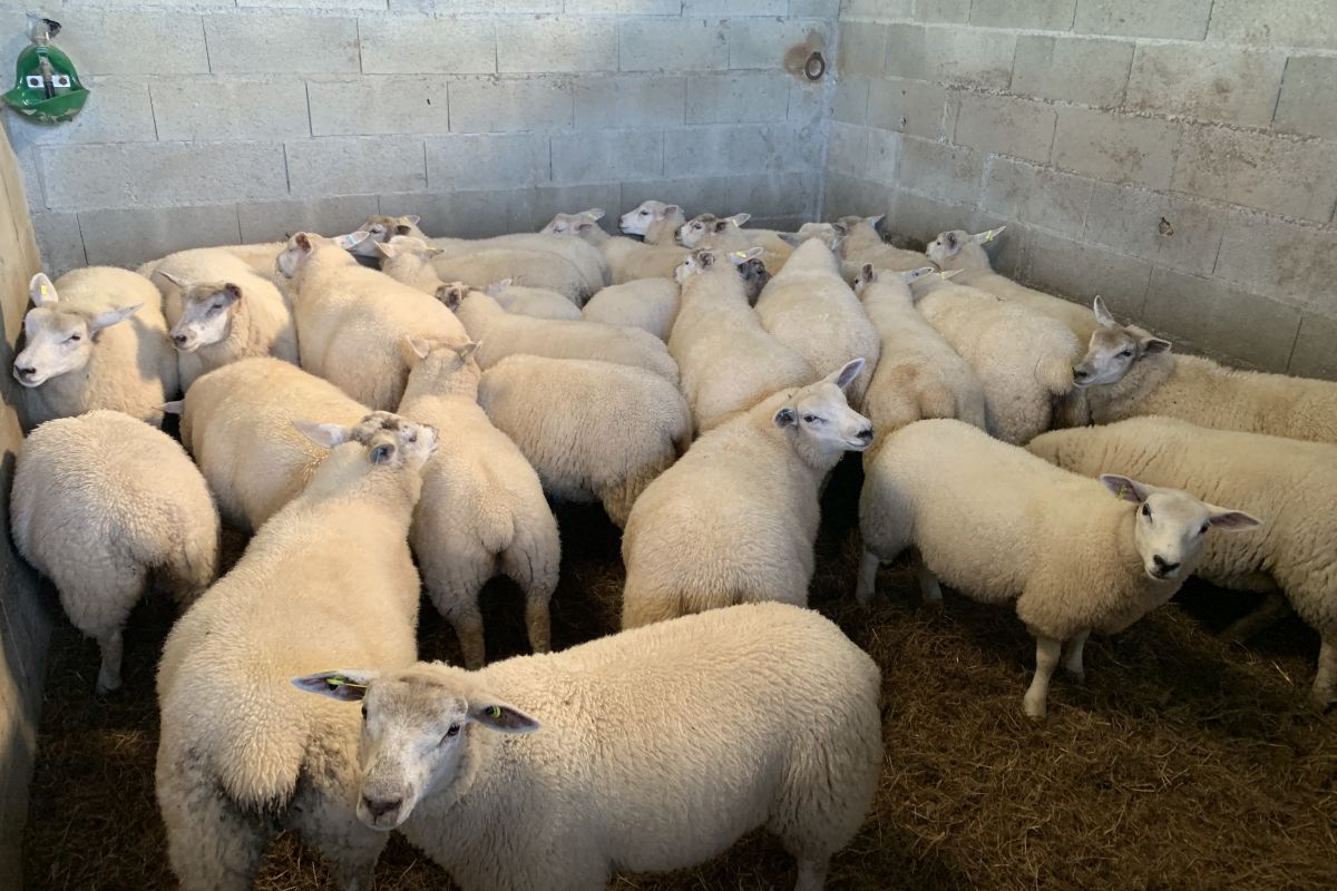 Moutons