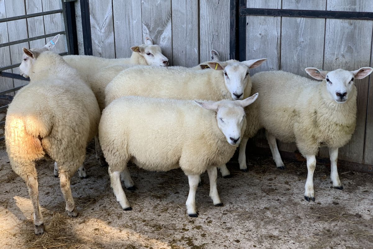 Photo 2 Moutons