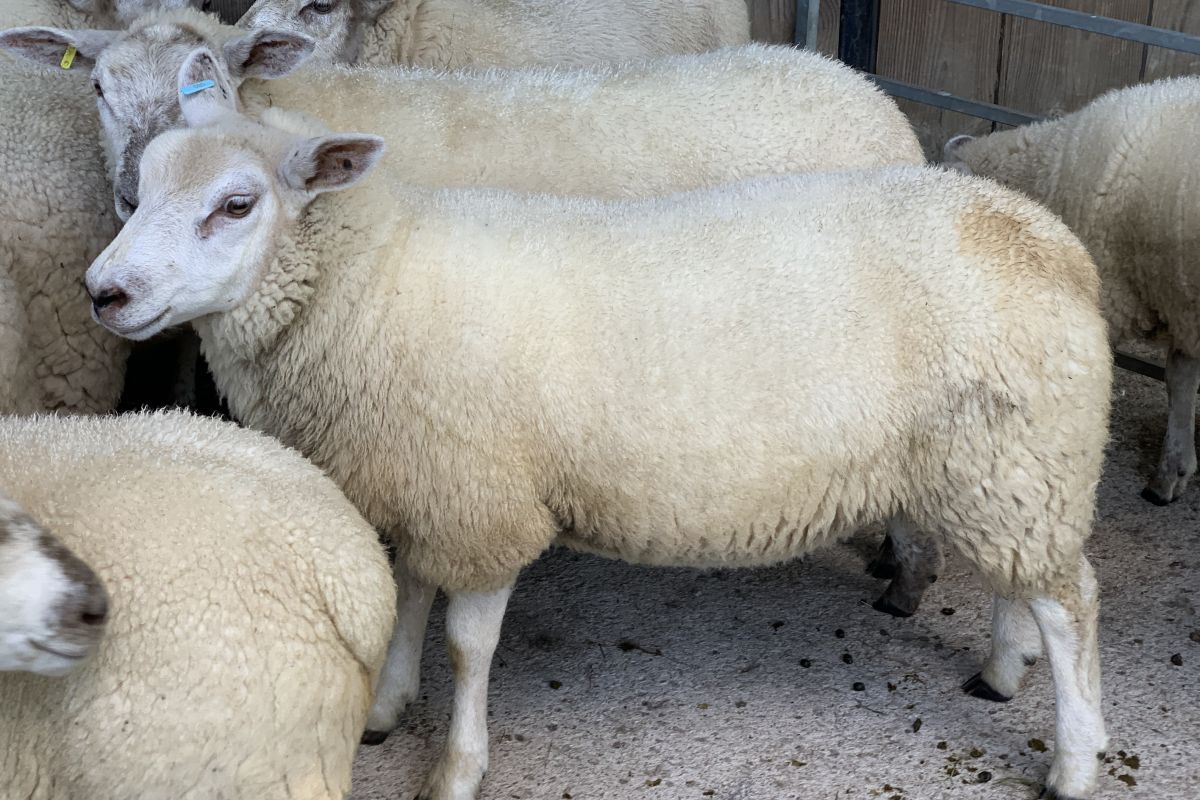 Photo 3 Moutons