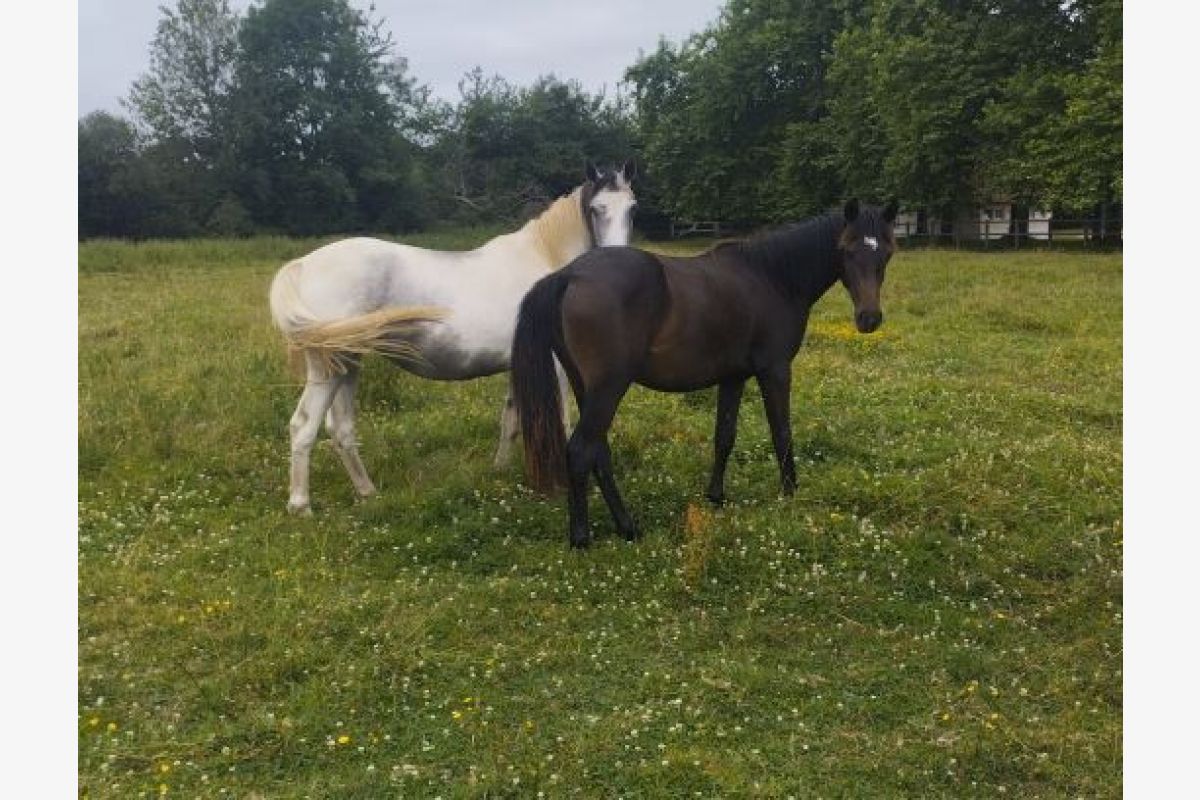 Plusieurs poney
