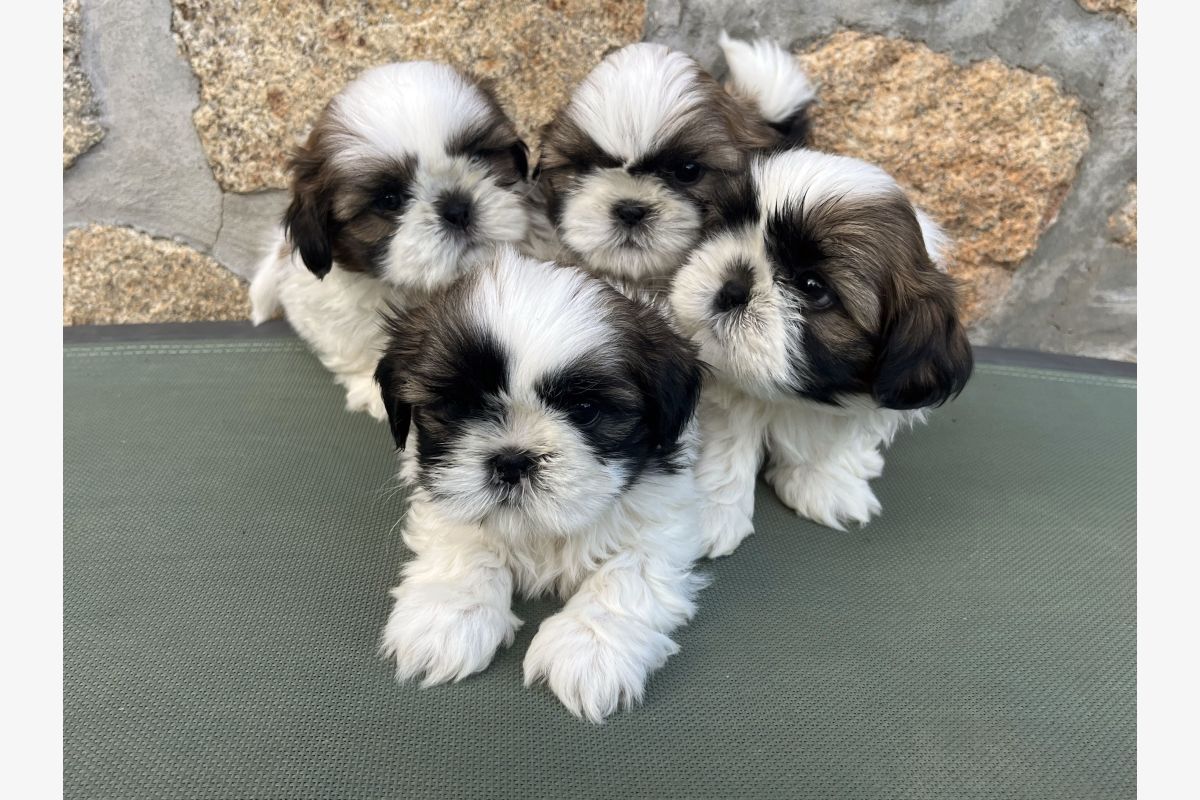 Apparence shih-tzu à réserver