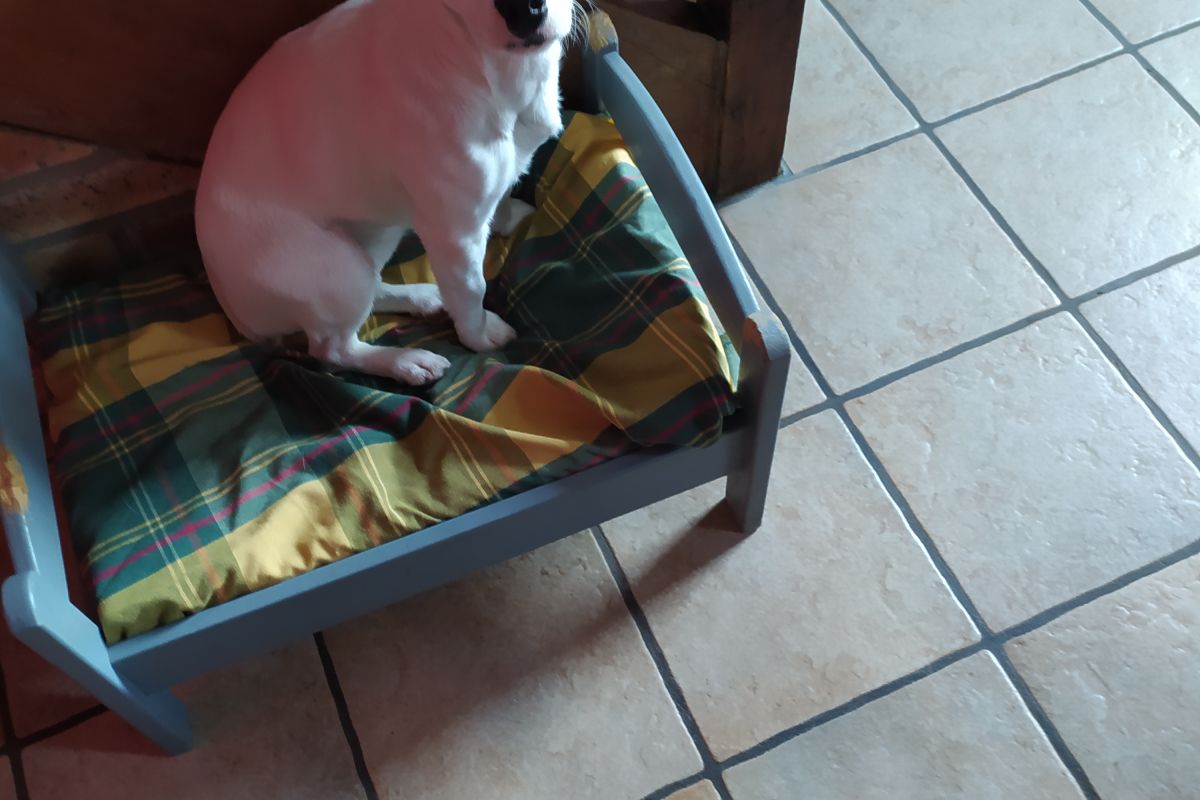 Petite chienne croisée jack russel et ratier