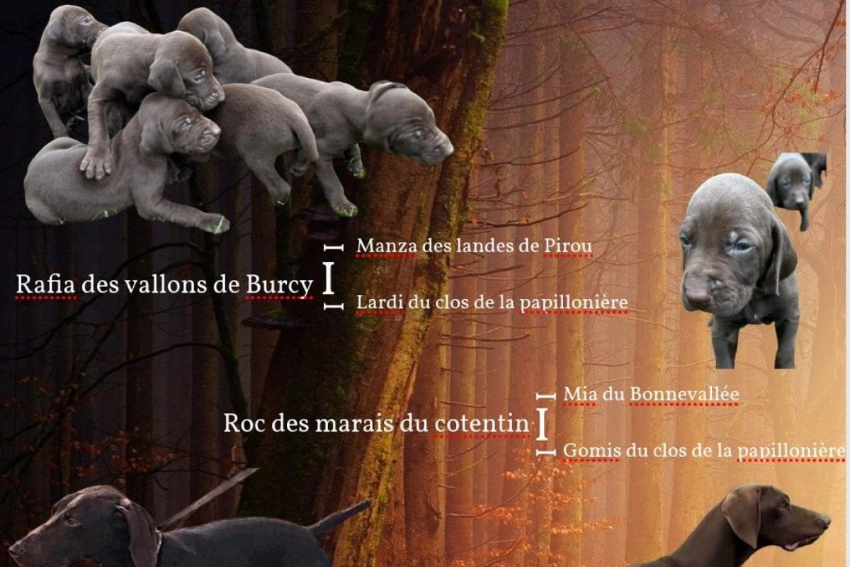 Chiot Braque allemand a poil court 