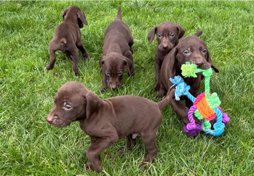 Photo 2 Chiot Braque allemand a poil court 