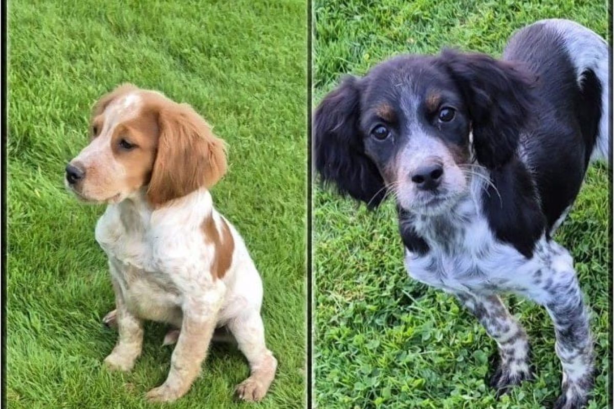 Chiots type épagneul breton 