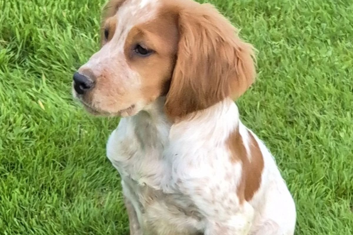 Photo 3 Chiots type épagneul breton 