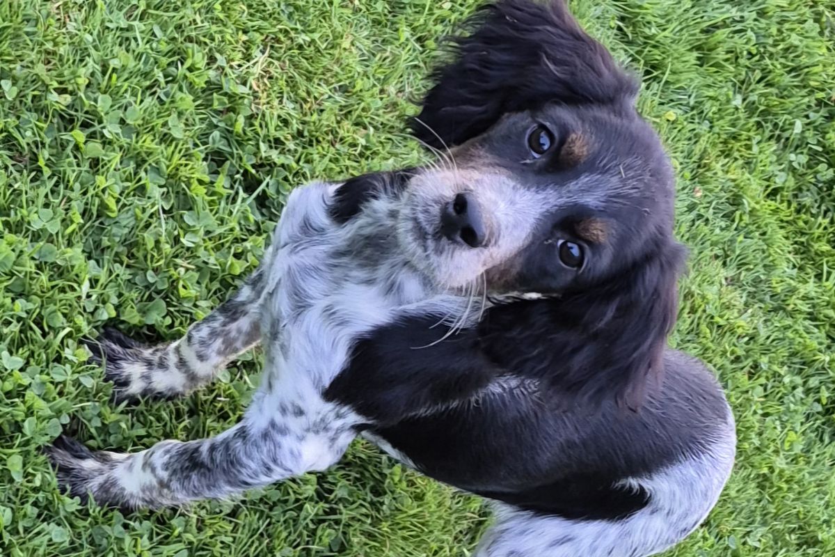 Photo 2 Chiots type épagneul breton 