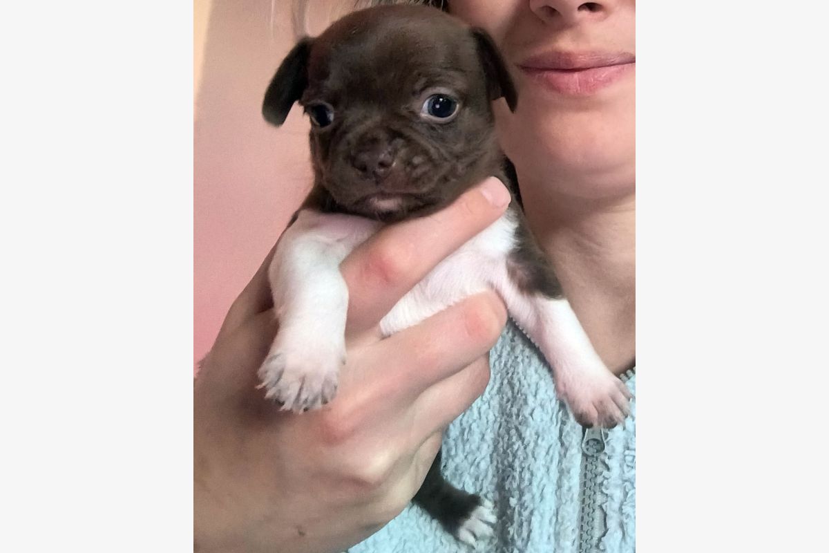 Apparence chihuahua
