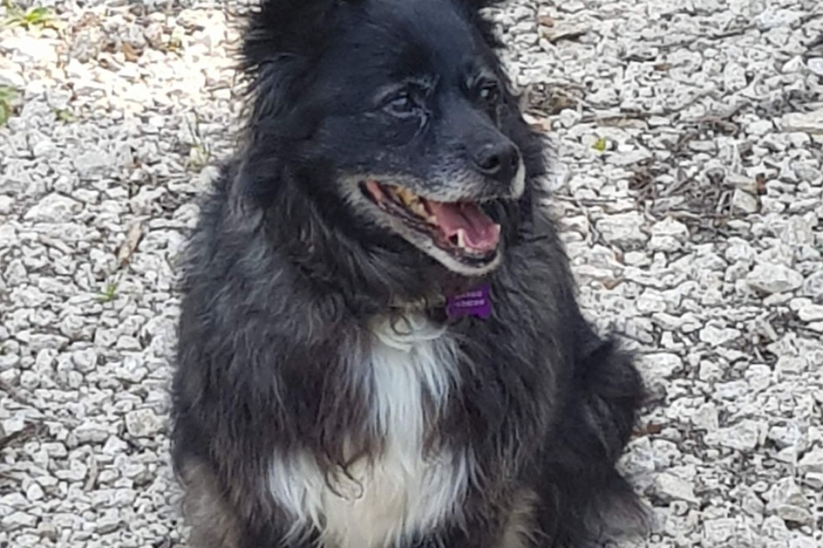 Perdu chienne