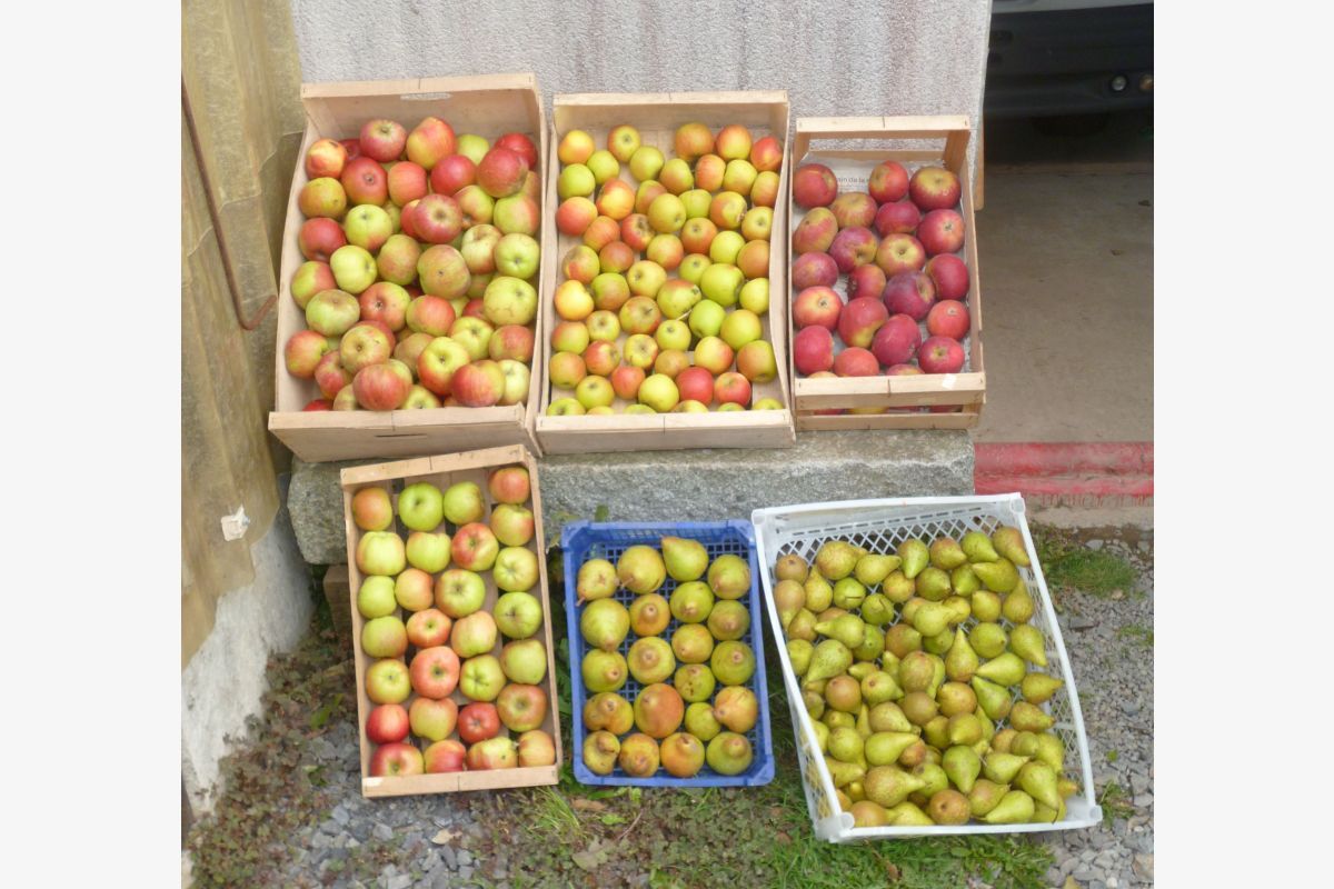 Plusieurs variétés de pommes