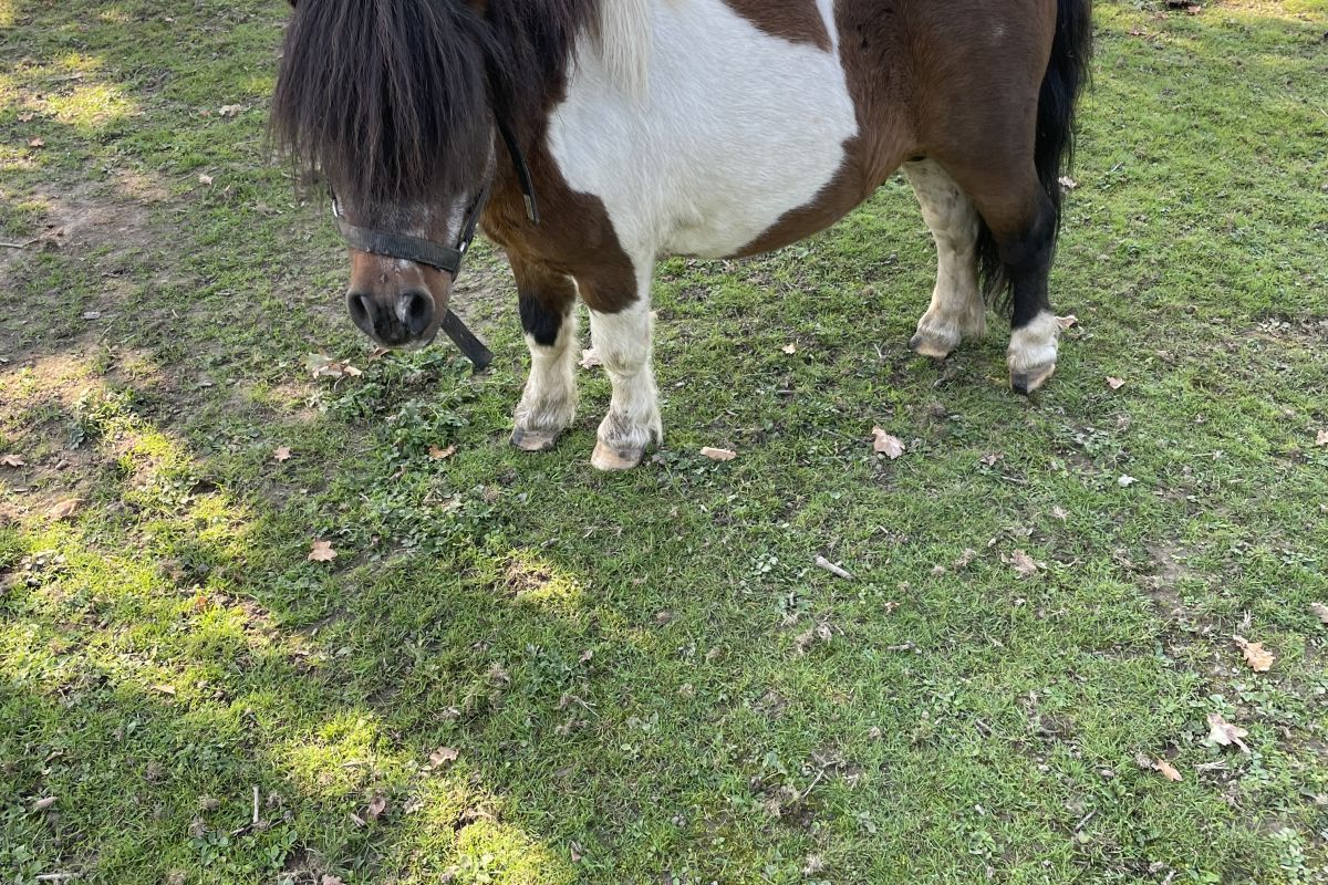 Petits poneys 