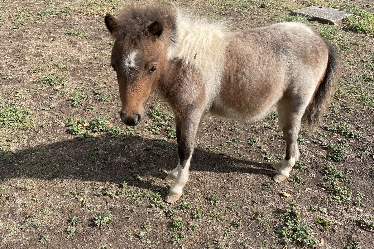 Photo 3 Petits poneys 