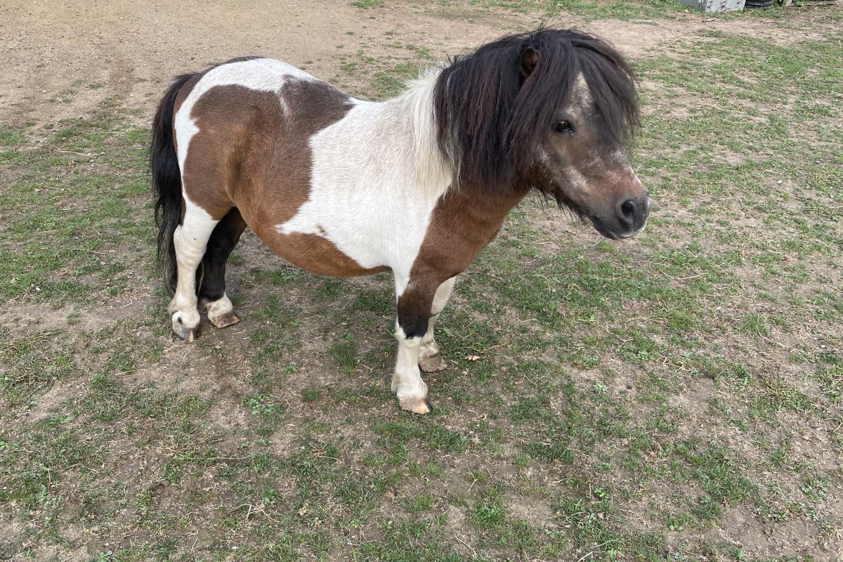 Photo 2 Petits poneys 