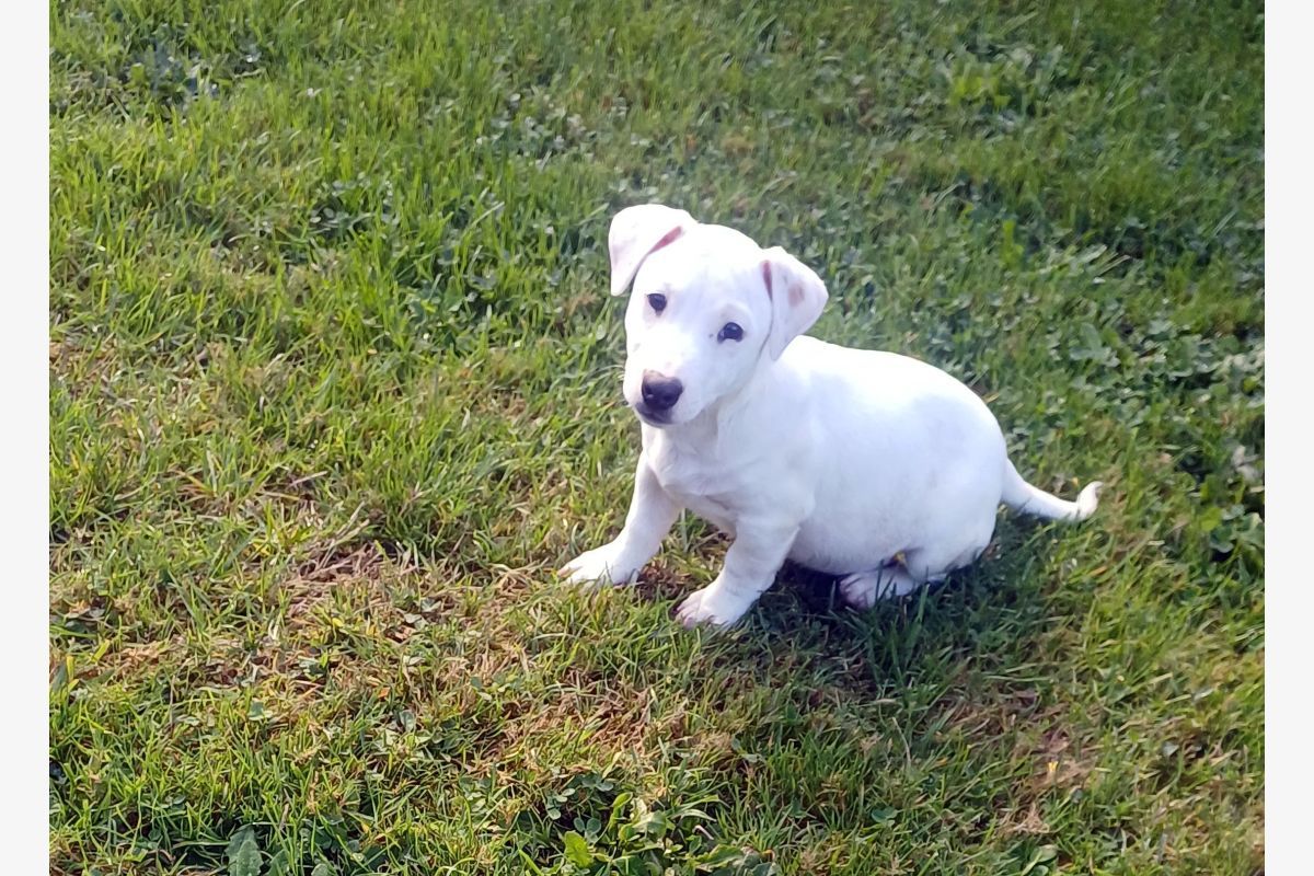 Race jack russel