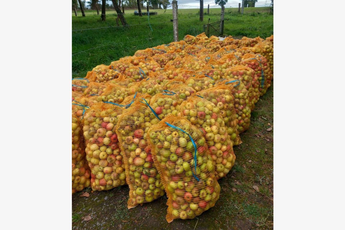 Pommes à cidre
