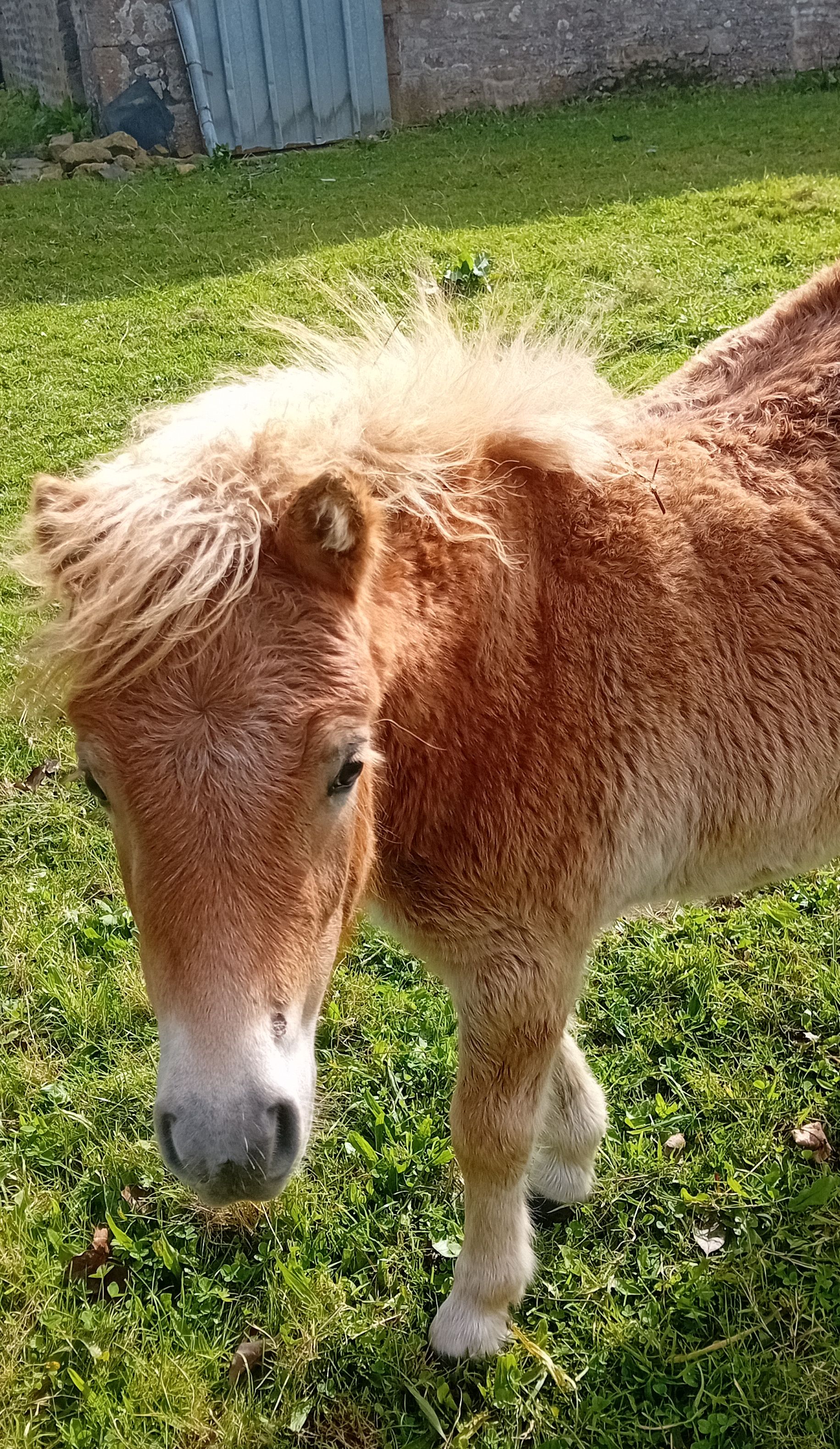 A réserver petite femelle shetland