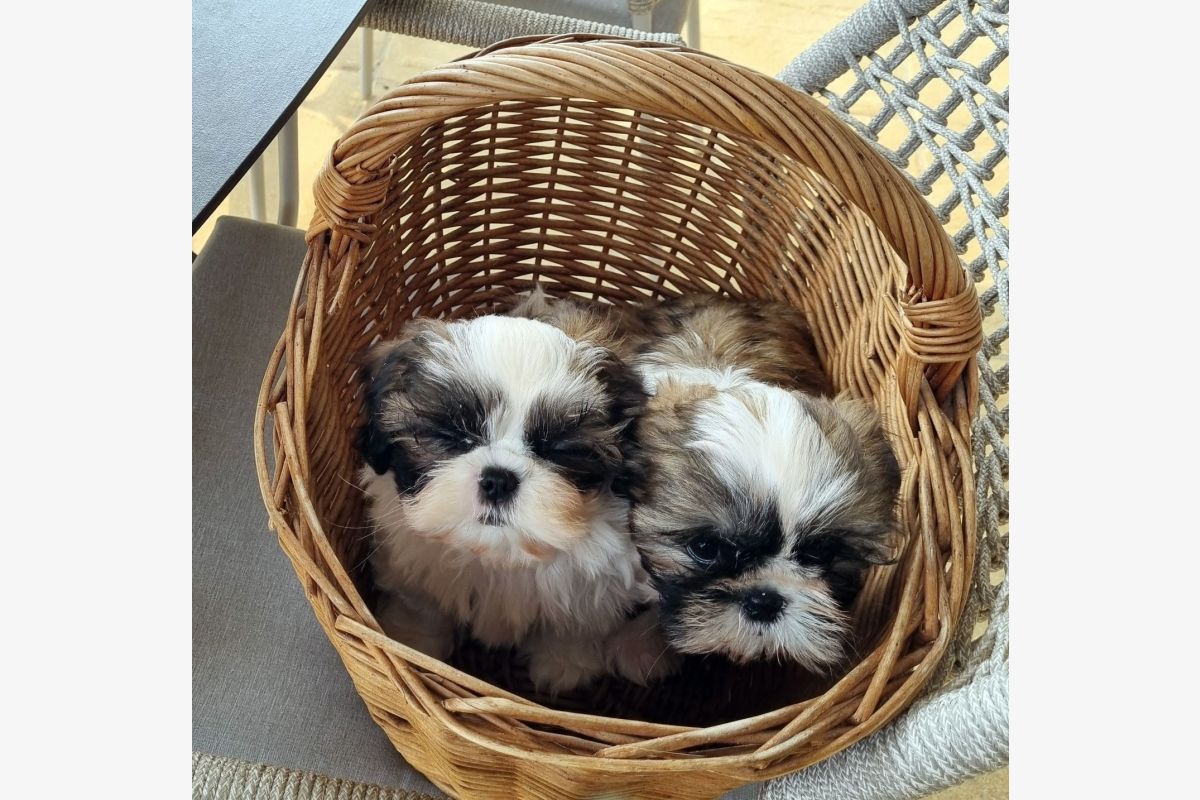 Race shih-tzu