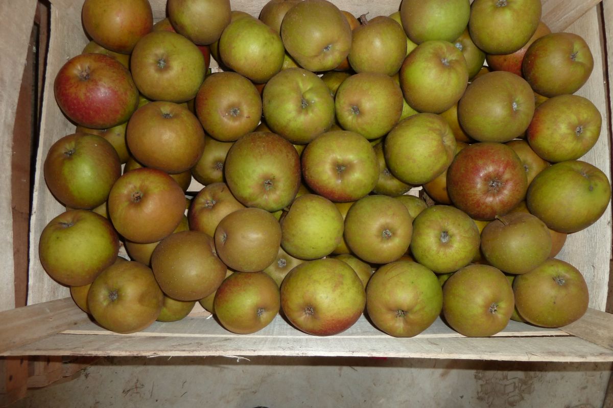 Photo 2 Pommes boskoop