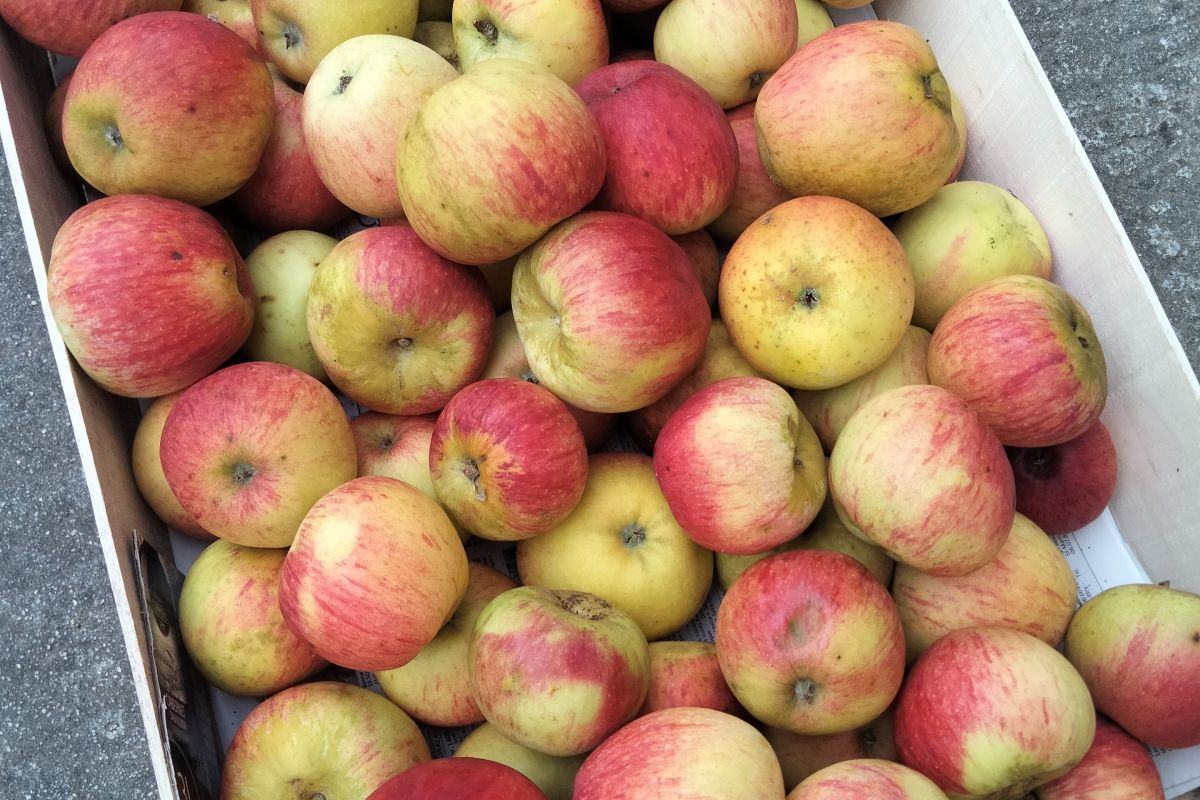 Vends pommes, poires et noix