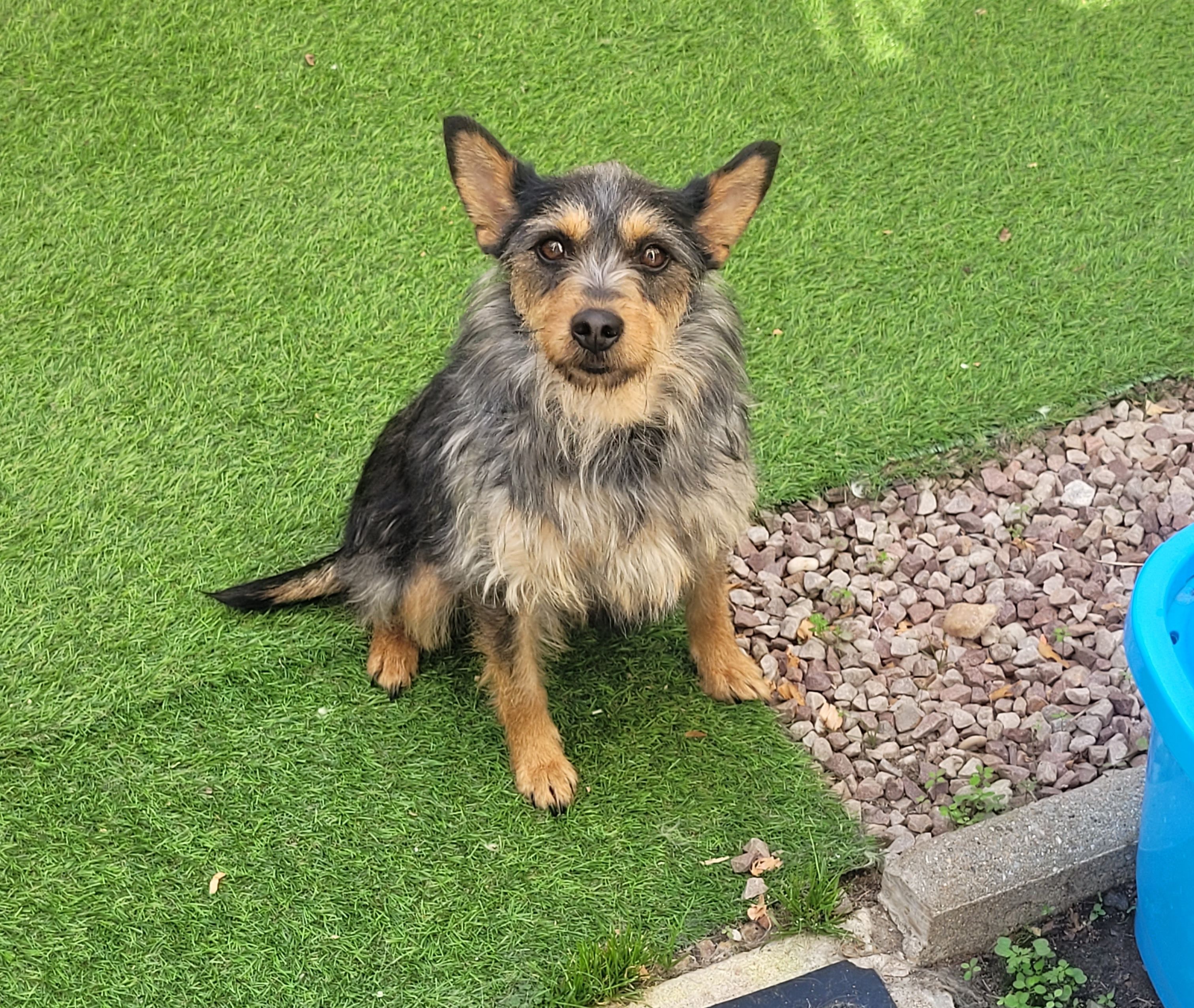 Perdu petite chienne