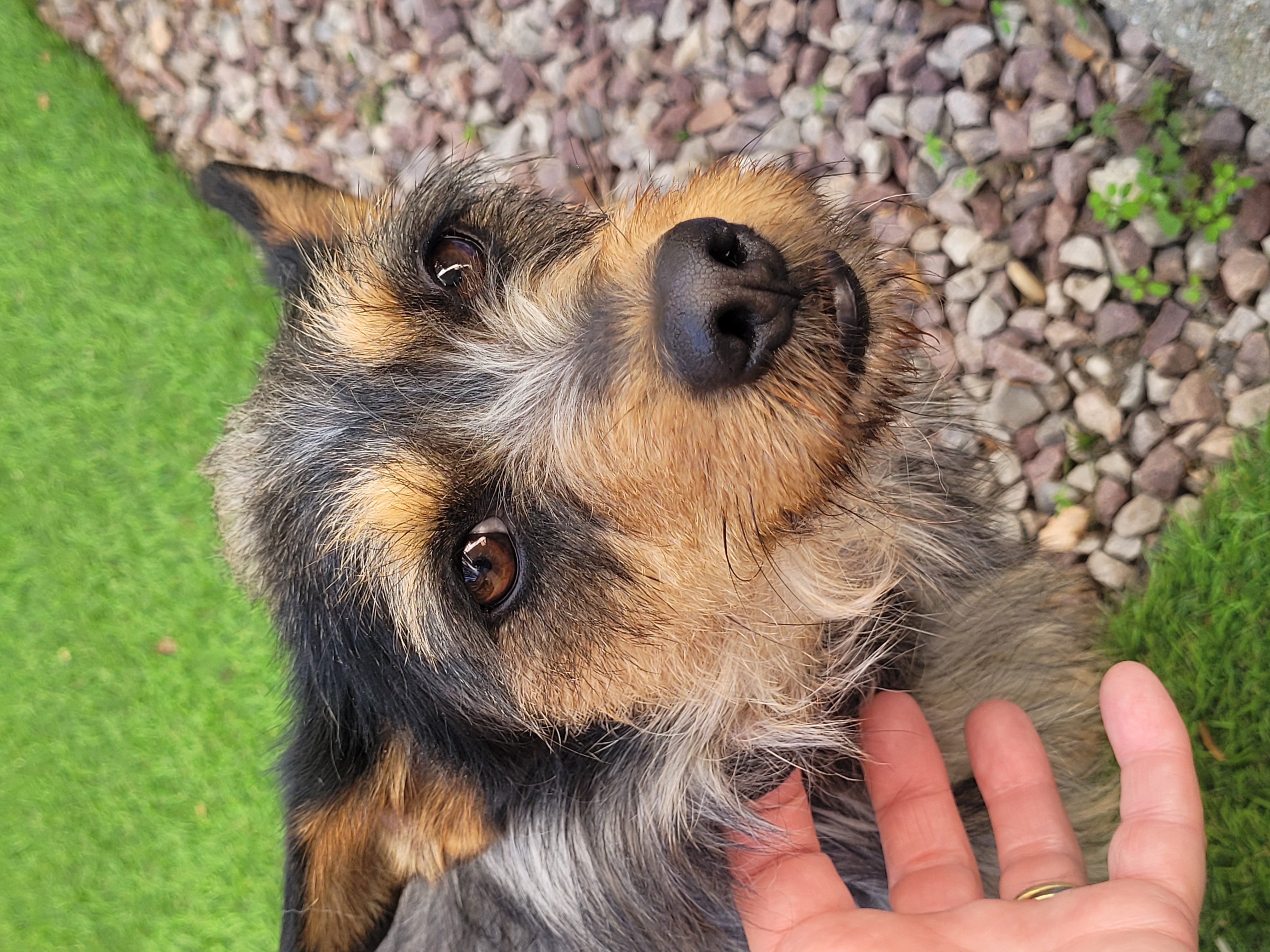 Photo 2 Perdu petite chienne