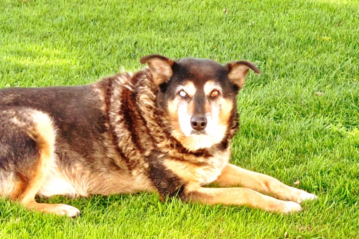 Gentil chien à donner