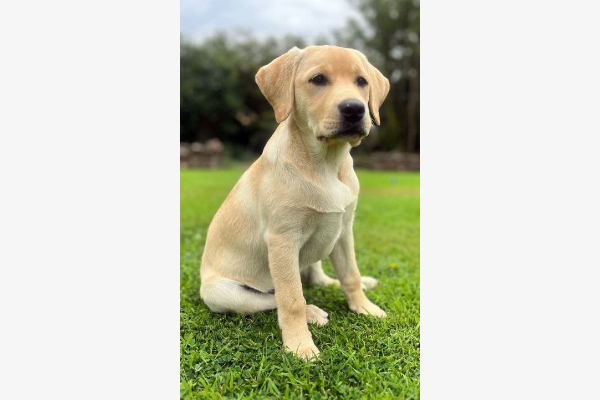 Apparence labrador
