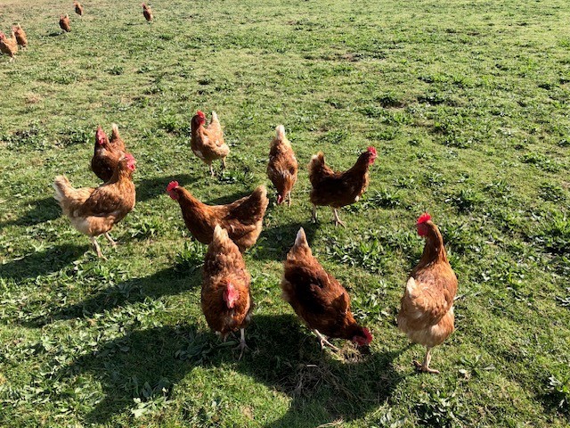 Poules pondeuses