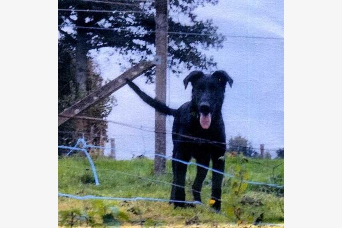 Apparence beauceron