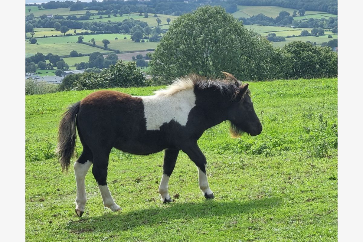 Shetlands pure race