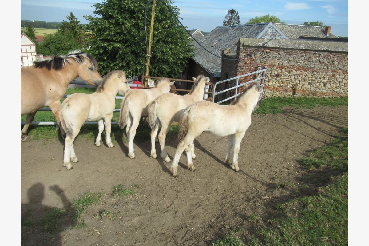 Chevaux fjord