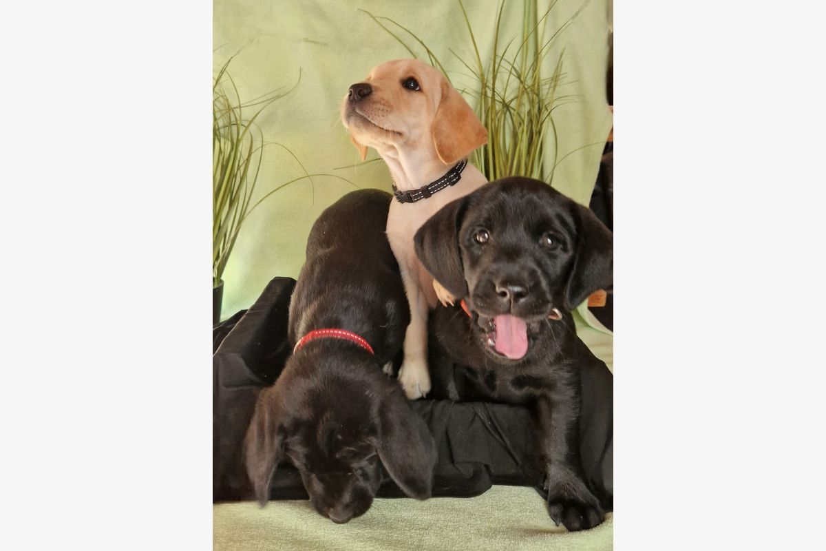 Race labrador 