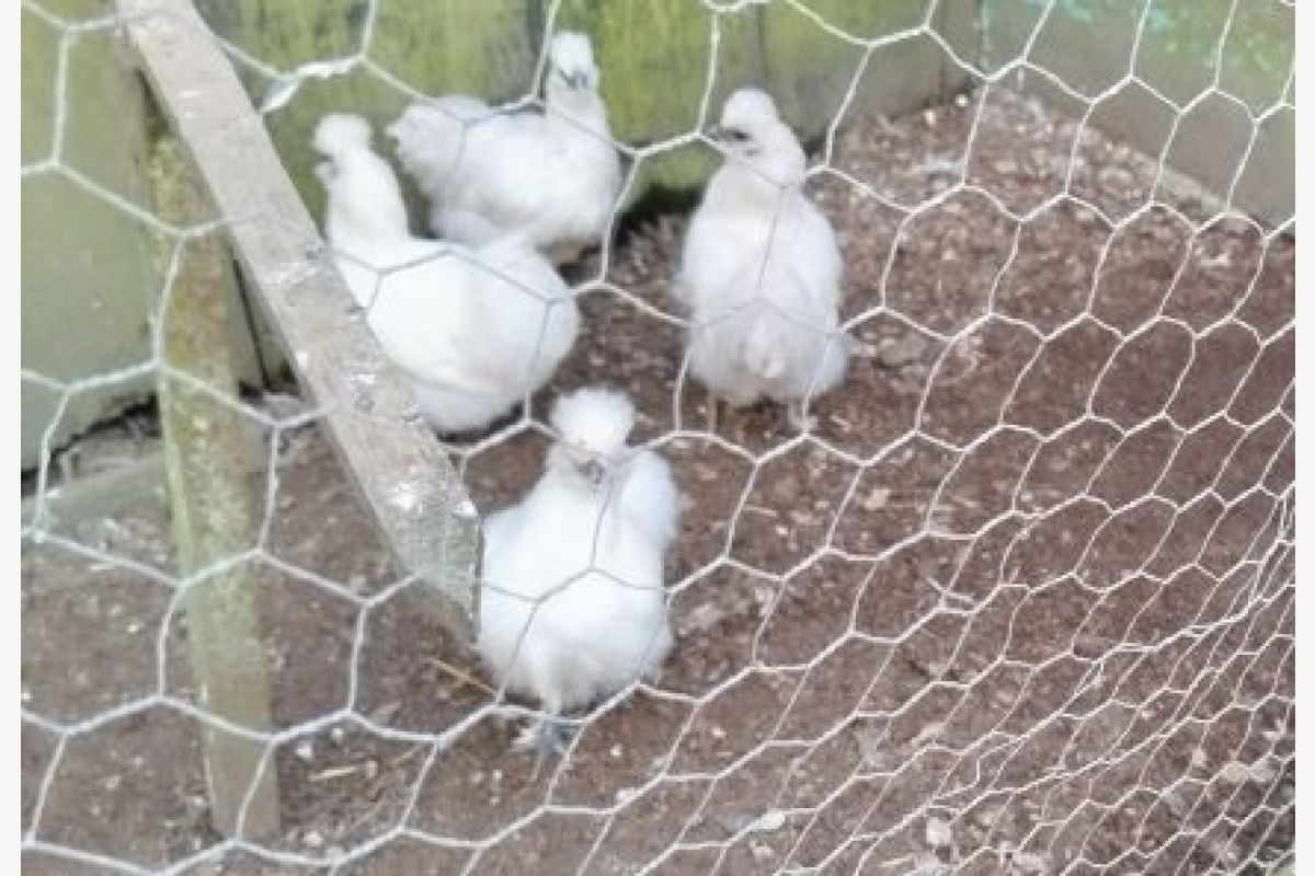 Poules nègre-soie