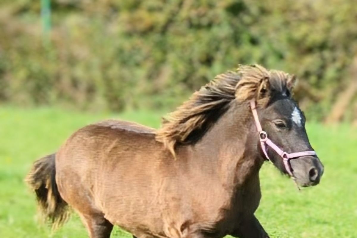Photo 2 Poney