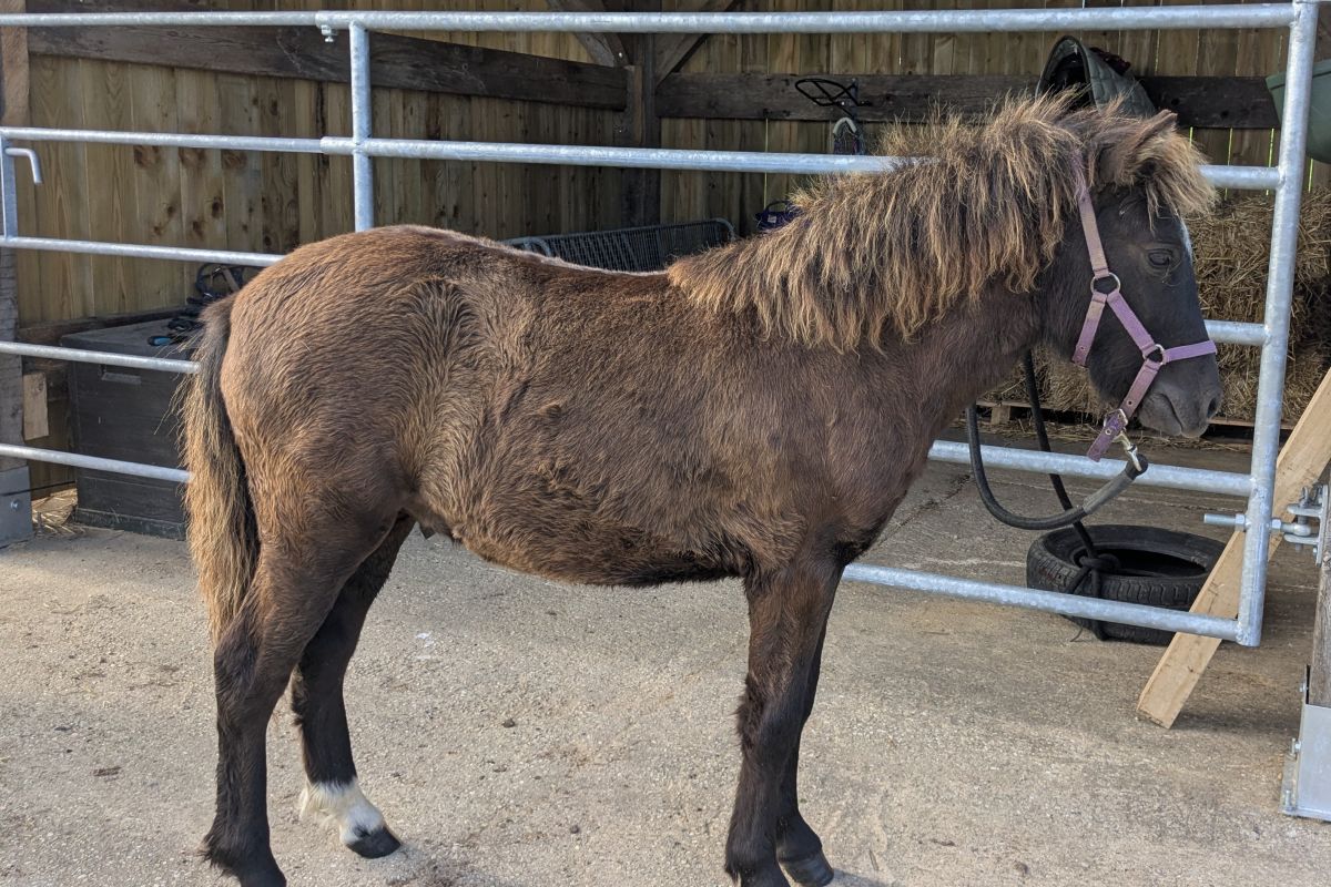 Photo 3 Poney