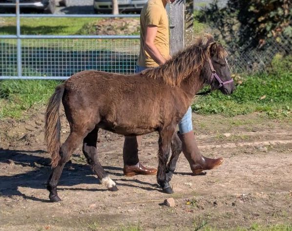 Poney