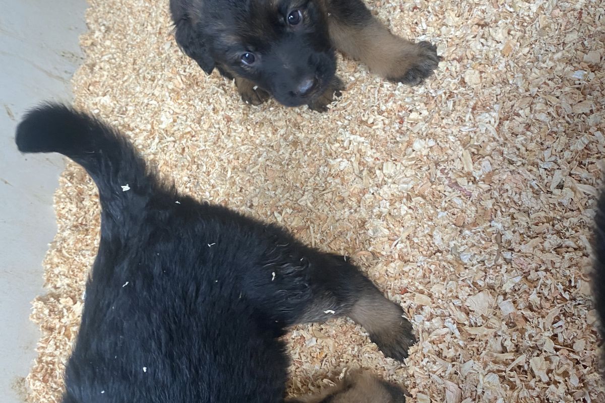 Chiots croisés berger allemand 