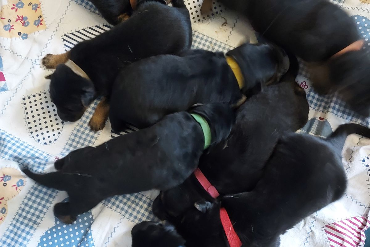 Chiots type berger allemand 
